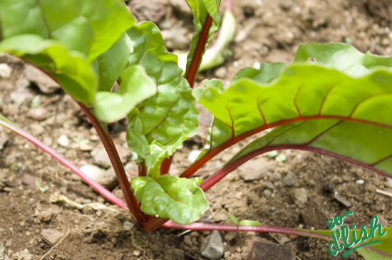 Beet (Swiss Chard) :: So D'lish. New Zealand's food blog website