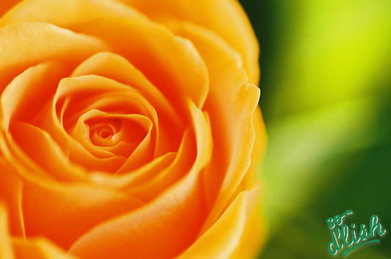A dream Valentine's Day :: So D'lish. New Zealand's food blog website